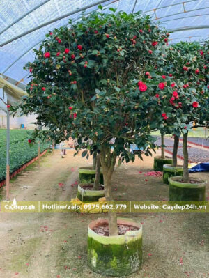 Hàng cây hoa trà dâm ủ kỹ, thoát thân cao gần 1m