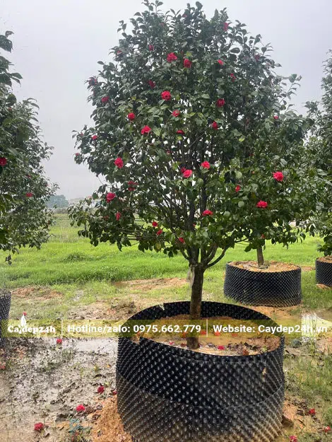 Dâm ủ trong bầu quây nổi cây hoa trà cao khoảng 2m
