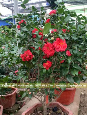 Cây trà hoa đỏ trồng sẵn trong chậu, chiều cao khoảng 60cm