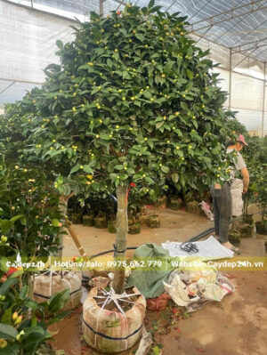 Thoát thân 1m, đường kính gốc gốc của cây hoa trà khoảng 8 - 10cm