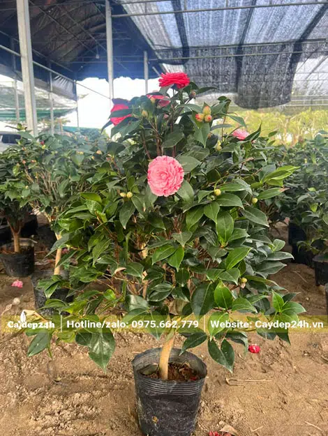 Cây hoa Trà ngũ sắc hoa màu hồng có hoa văn siêu đẹp