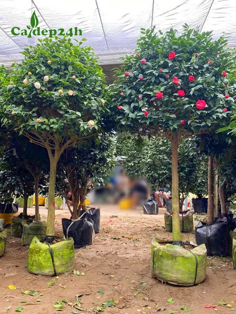 Cây hoa trà lâu năm thoát thân 1m2, đường kính thân 7cm