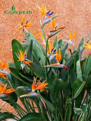 Bụi cây hoa Thiên Điểu đẹp, chiều cao hơn 1m