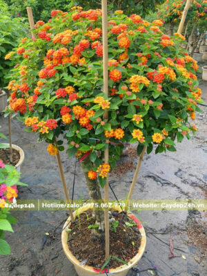 Chiều cao cây khoảng 1m2, hoa màu vàng cam và hồng