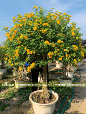 Cây hoa Ngũ Sắc vàng cao gần 2m
