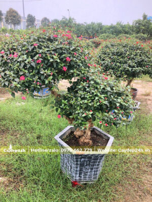 Tán phân 3 tầng tạo dáng bonsai siêu đẹp