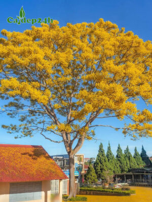 Cây Phật Y hoa vàng cổ thụ chiều cao gần 10m