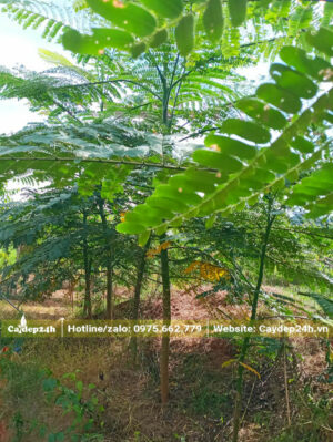 Hàng cây hoa Phật Y nhỏ bứng thẳng