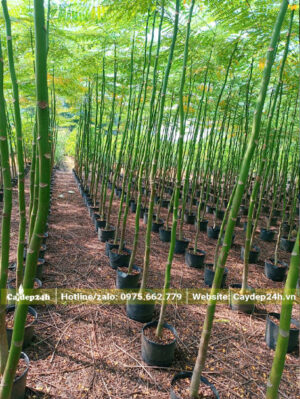 Những hàng cây Phật Y giống trồng và dưỡng trong bầu đất