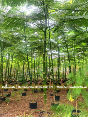 Cây Phật Y non, chiều cao hơn 2m