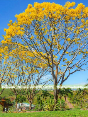 Cây Phật Y cổ thụ đang mùa hoa nở rộ nhất