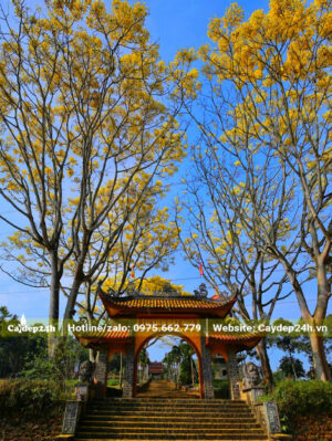 Hai hàng cây Phật Y ở cổng tu viện Bát Nhã