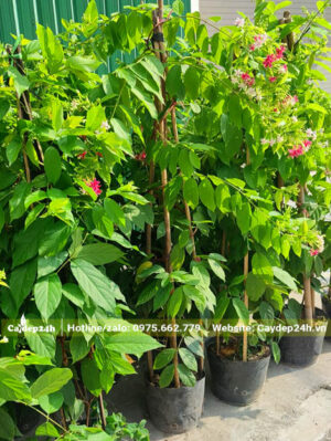 Cây tuyển chất lượng cao, xanh tốt, hoa ra đều