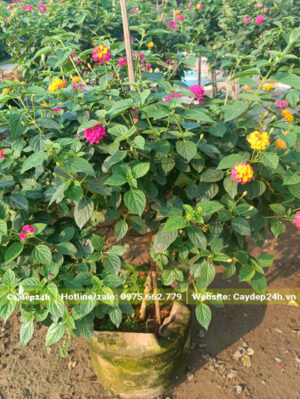 Cây Trâm Ổi trưởng thành cao nửa mét