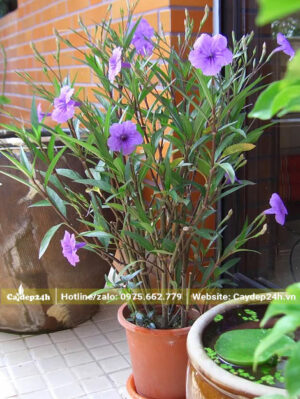 Chiều Tím trồng trong chậu cảnh trang trí hành lang trước nhà