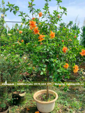 Cây hoa Dâm Bụt cam thuần chậu