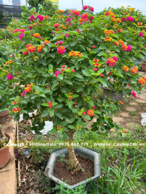 Đường kính gốc từ 7cm, hoa màu vam, vàng và hồng