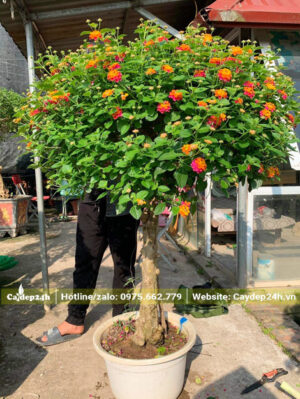 Ngắm cây hoa Ngũ Sắc 1 thân cao khoảng 1m7