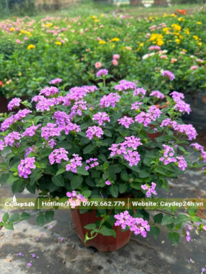 Cây Ngũ Sắc hoa tím chiều cao khoảng 45cm