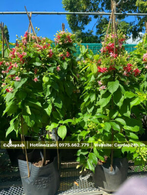 Dây Trang Leo thuần chậu, chiều cao khoảng 1m2