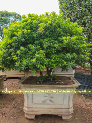 Đỗ Quyên cổ thụ tán hình dù đẹp