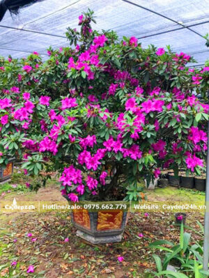 Chậu cây Đỗ Quyên cổ thụ, hoa màu tím đậm