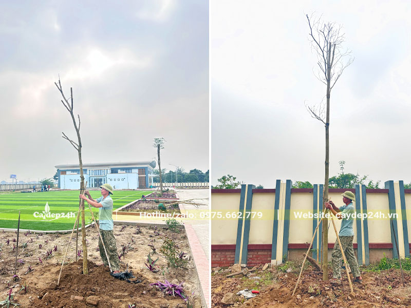 Công nhân chống cọ toàn toàn bộ cây bóng mát trồng tại Trường Tiểu học Phúc Tiến