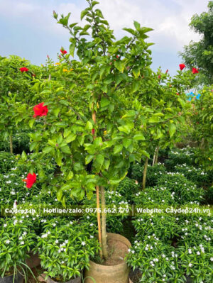 Bâm Bụt đỏ cao 1m, trồng trong bầu từ nhỏ