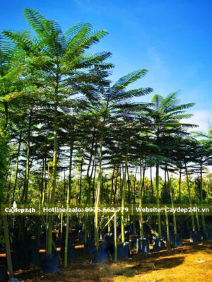 Dưỡng cây Phật Y cao 2 - 3m trong bầu