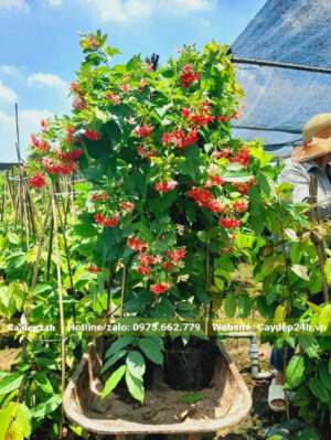 Bốc những cây Sử Quân Tử cao 1m5 di chuyển ra nơi tập kết