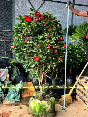 Đo chiều cao chính xác của cây hoa trà đỏ