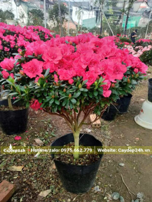 Đỗ Quyên hoa màu hồng đỏ, thoát thân 25 - 30cm