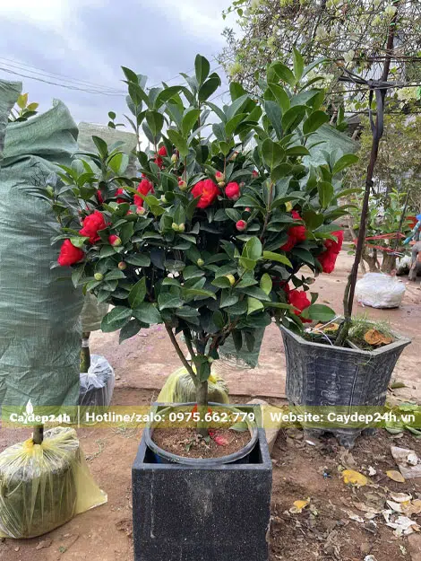 Hoa trà đỏ trồng chậu, được đóng gói cẩn thận