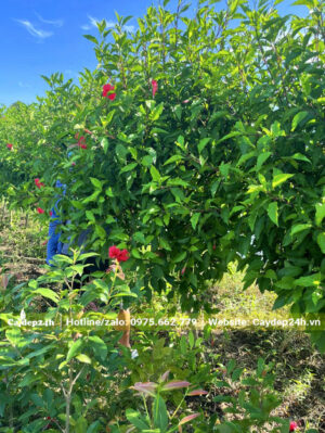 Bứng nóng cây Dâm Bụt đỏ lâu năm