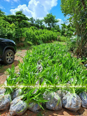 Hơn trăm túi cây Bạch Trinh biển xếp gọn gàng chuẩn bị đưa lên xe