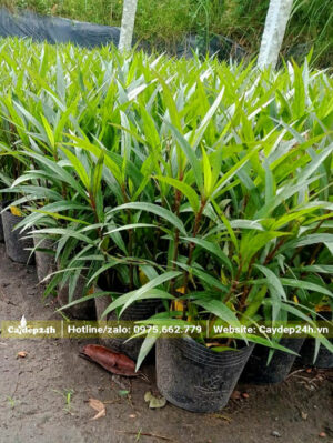 Những bầu cây hoa Chiều Tím lớn, 5 - 7 cây/bầu