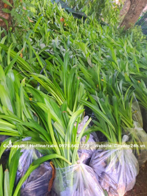 Bạch Trinh Biển đóng trong túi nilon, 10 cây/túi