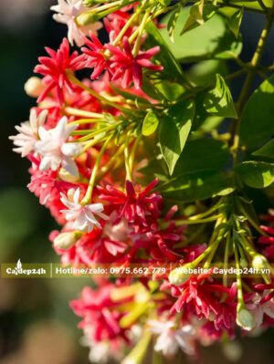 Chùm hoa Sử Quân Tử siêu đẹp