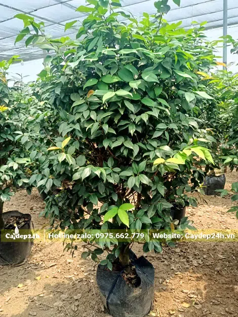 Cây trà hoa cao 2m nuôi trồng trong bầu từ nhỏ