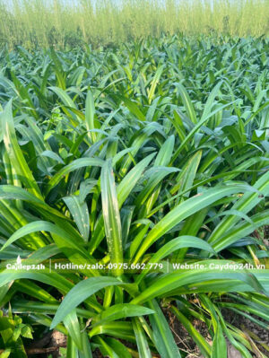 Vườn trồng và dưỡng hàng nghìn cây hoa Bạch Trinh Biển cao 50 - 60cm