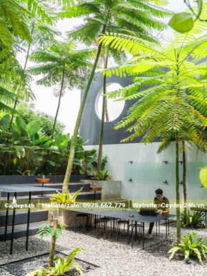 Những cây Phật Y chiều cao 3 - 5m trồng trong một quán cafe sân vườn