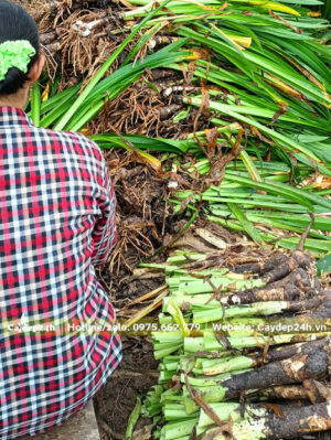 Thu hoạch những cây Bạch Trinh Biển đã già, lấy thân và củ đem trồng