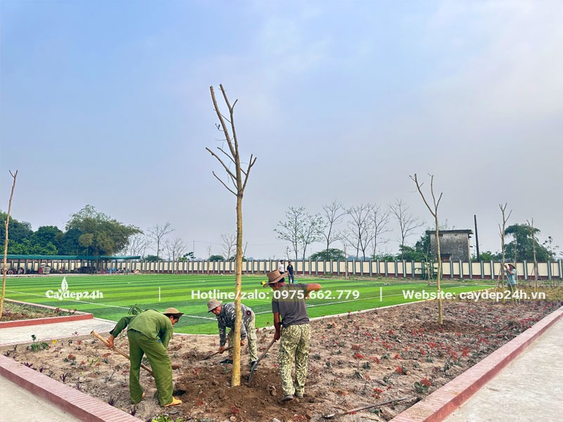 Công nhân đang trồng cây quanh khu vực sân bóng Trường Tiểu Học Phúc Tiến