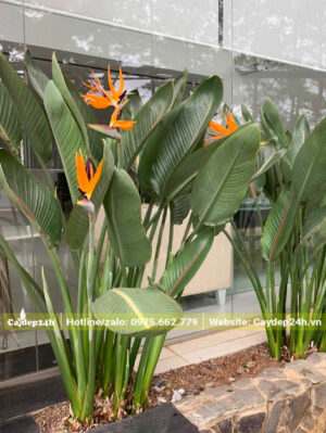 Những bụi cây Chuối Thiên Điển đang nở hoa rực rỡ