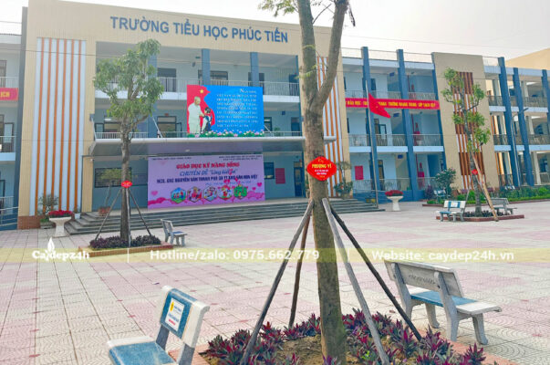 Những cây Phượng Vĩ kích thước lớn trồng trong sân trường Tiểu học Phúc Tiến