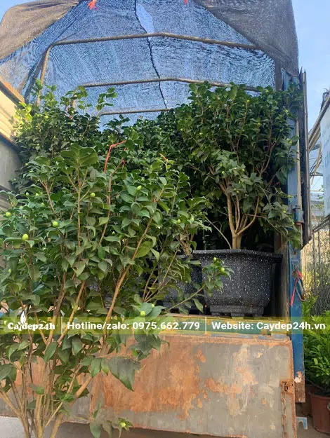 Xếp những chậu hoa trà cảnh lên thùng xe tải giao cho khách