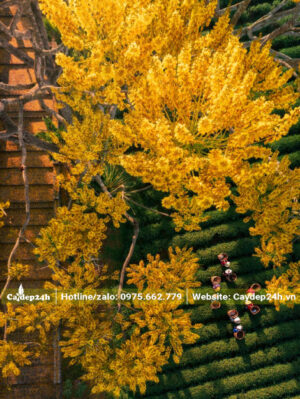 Cành hoa Phật Y nở rộ, vàng rực thu hút