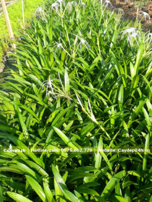 Luống cây Bạch Trinh Biển trưởng thành, đang ra hoa