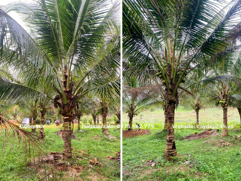 Vườn Dừa cung cấp cho dự án trồng cây tại nhà máy nhiệt điện Nghi Sơn