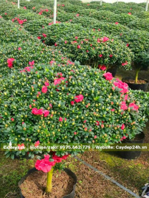 Những hàng cây Đỗ Quyên hoa kép đẹp, cao khoảng 50 - 60cm